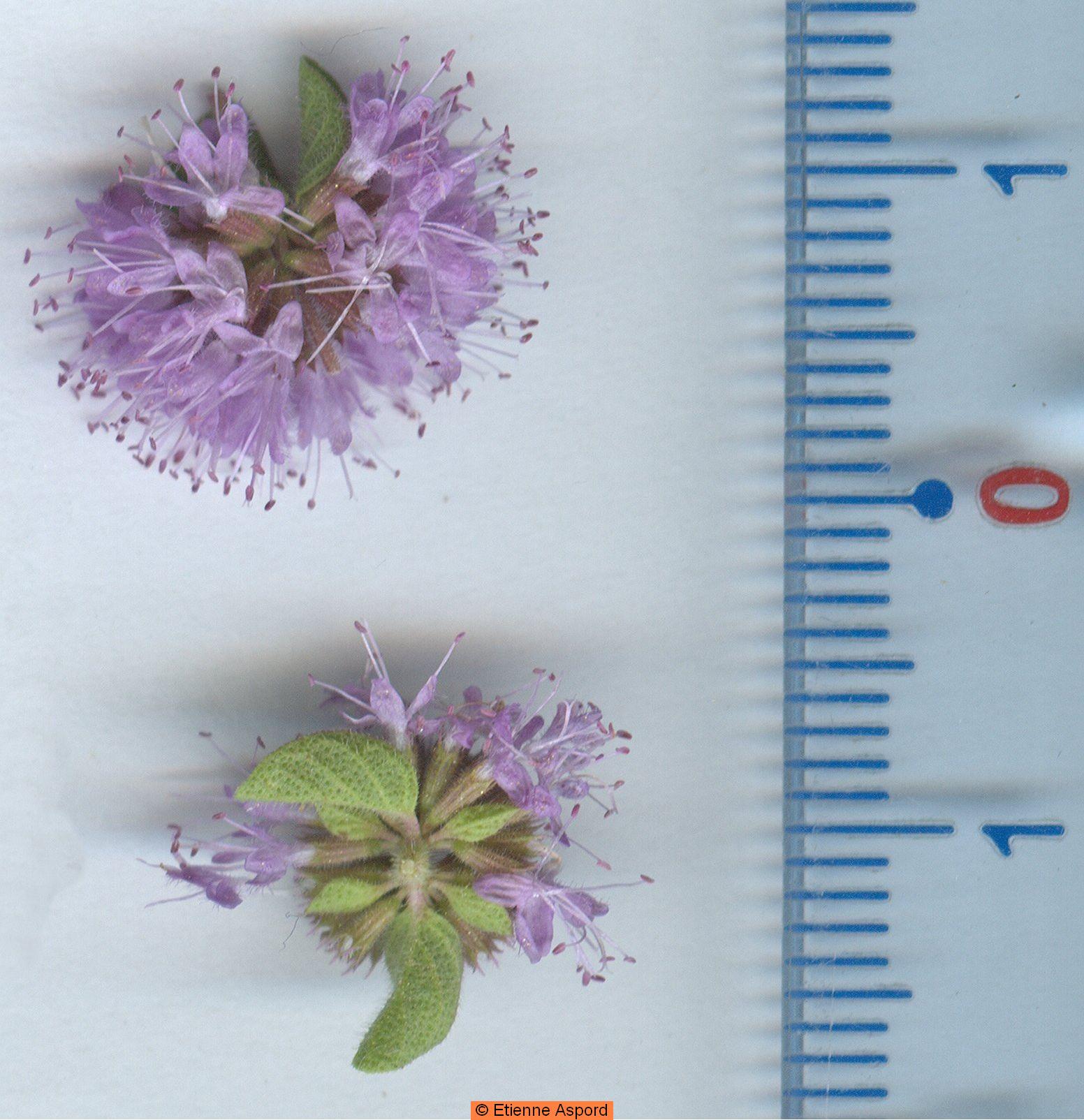 mentha pulegium 