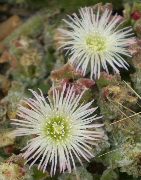 mesembryanthemum crystallinum