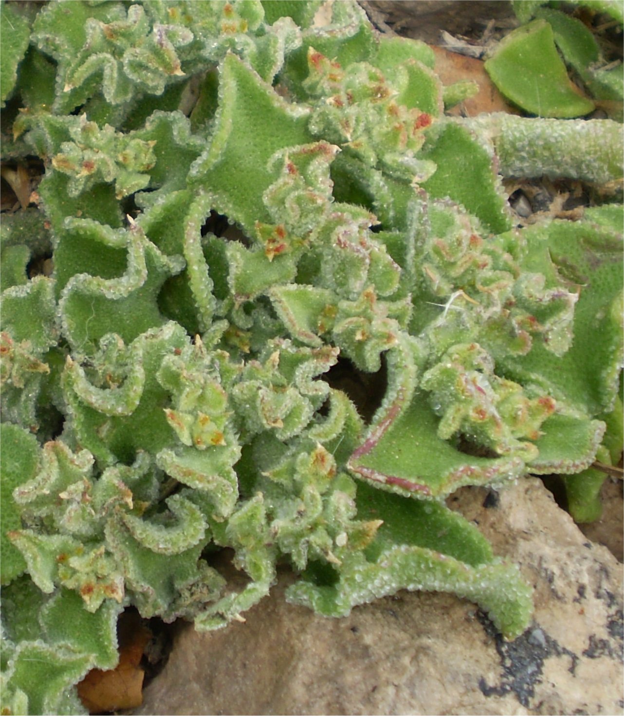 mesembryanthemum crystallinum