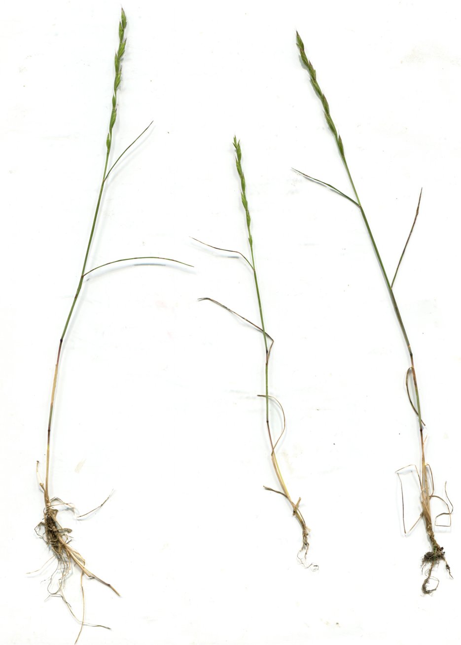 Micropyrum tenellummicropyrum tenellum
