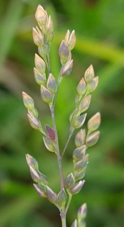 Milium vernale subsp. Scabrummilium vernale