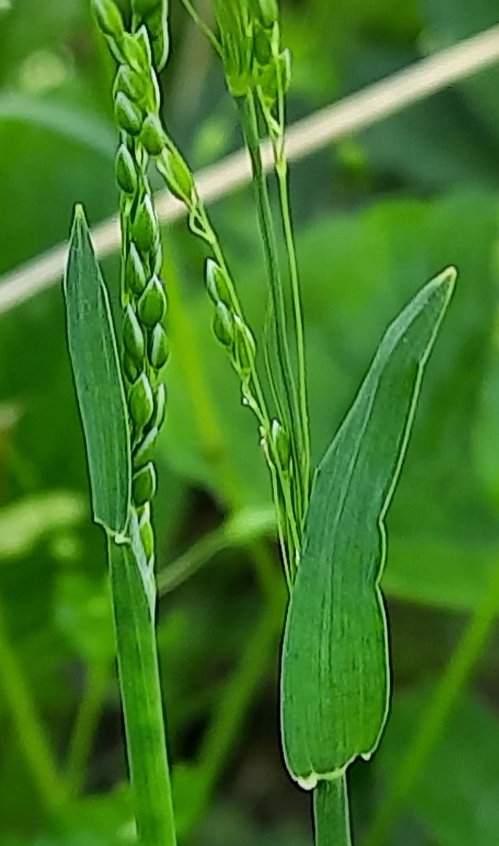 Milium vernale subsp. Scabrummilium vernale