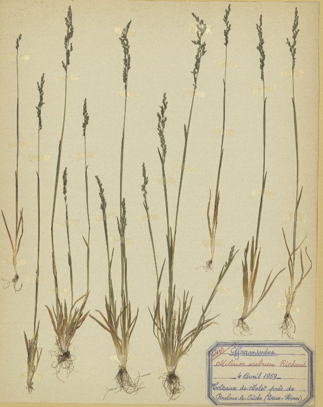 Milium vernale subsp. Scabrummilium vernale