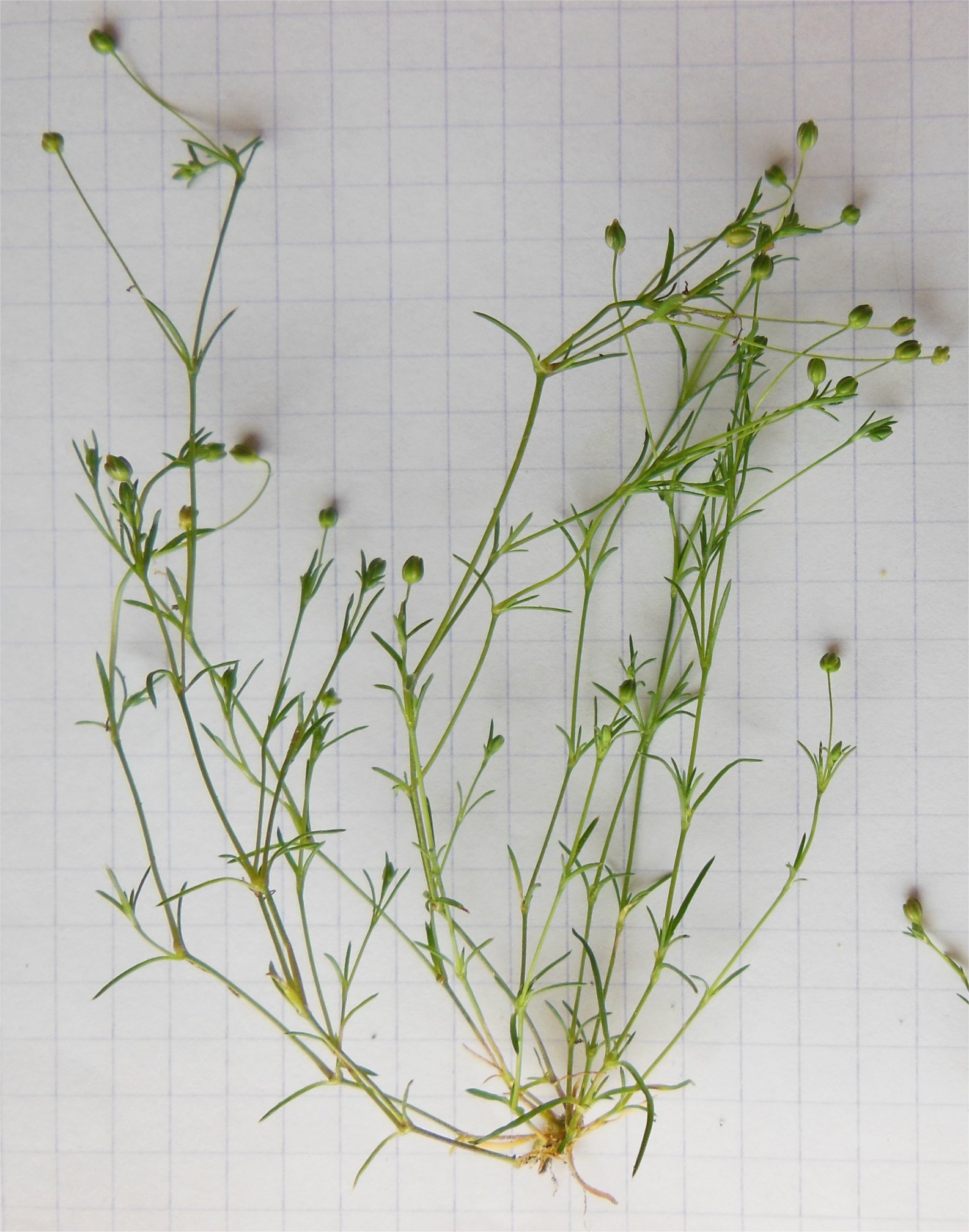 minuartia hybrida subsp tenuifolia