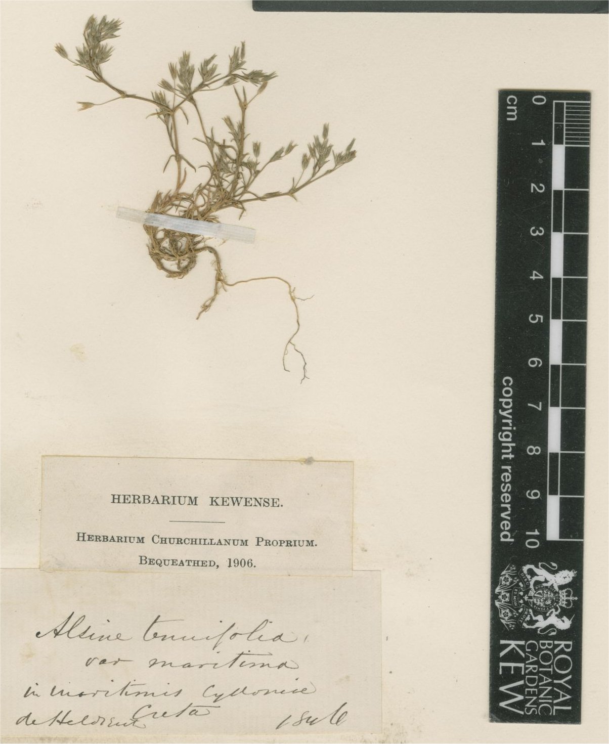 minuartia mediterranea