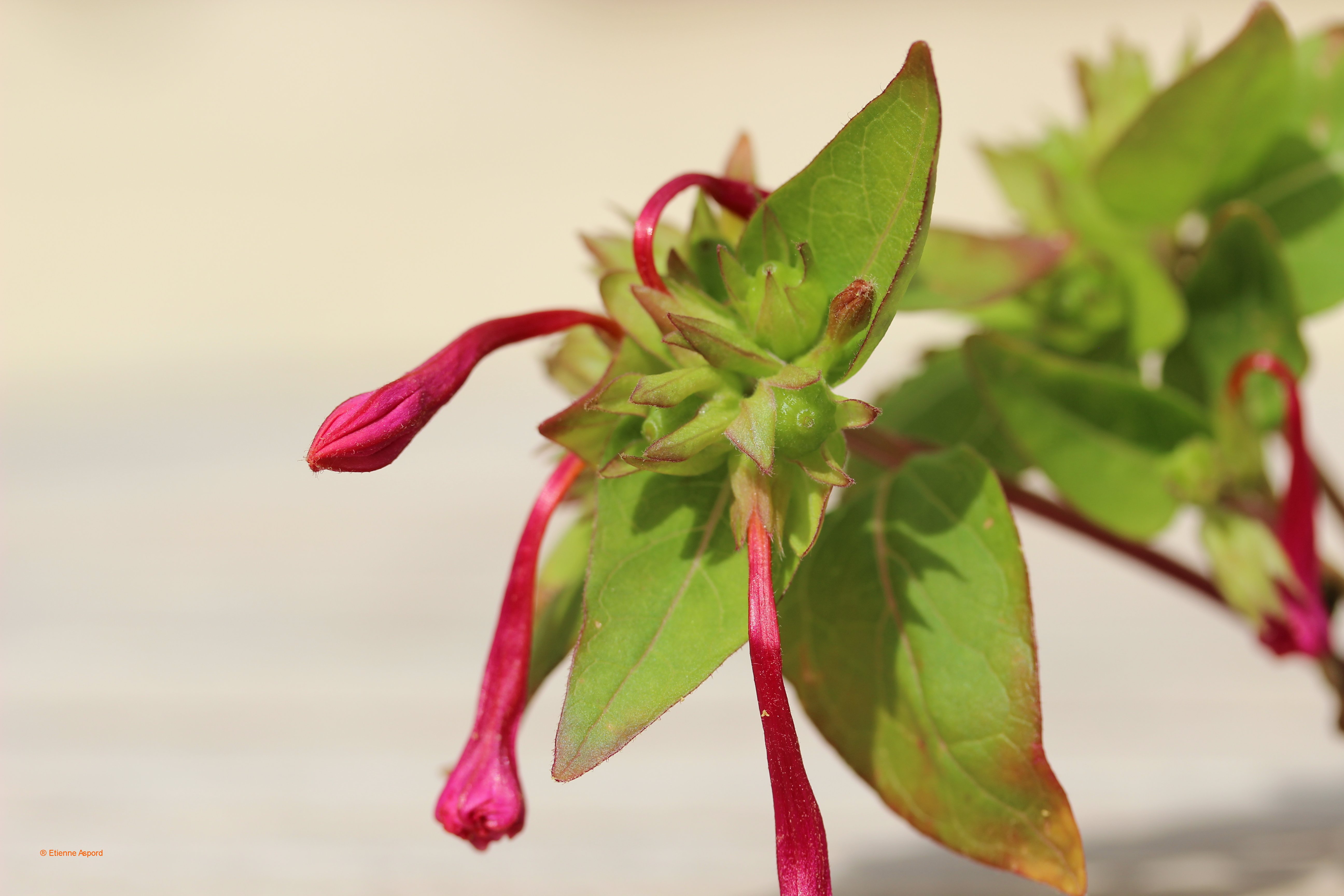 Mirabilis jalapa