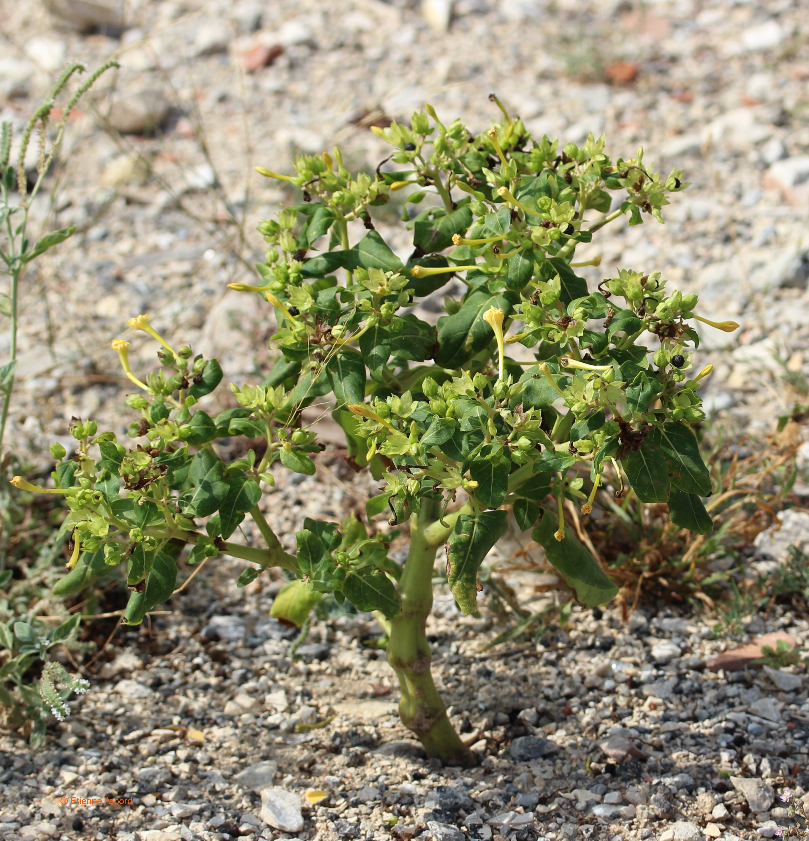 Mirabilis jalapa