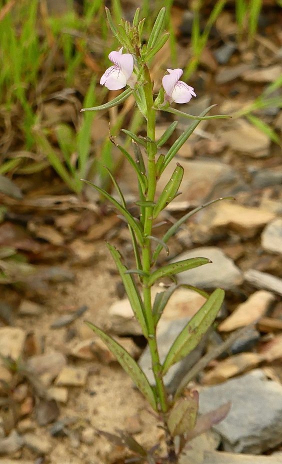 misopates calycinum