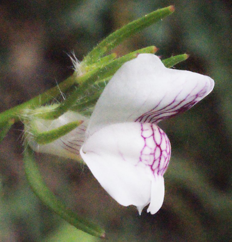 misopates calycinum