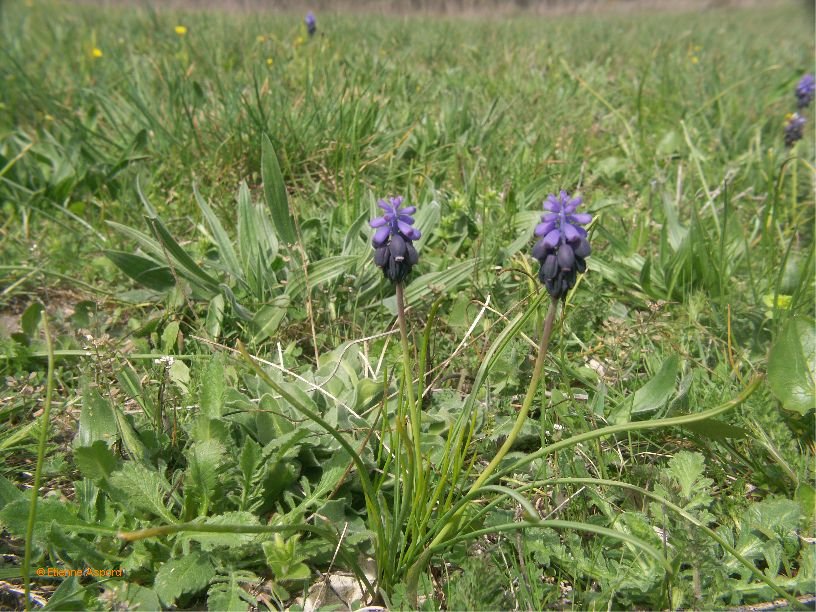 muscari racemosum