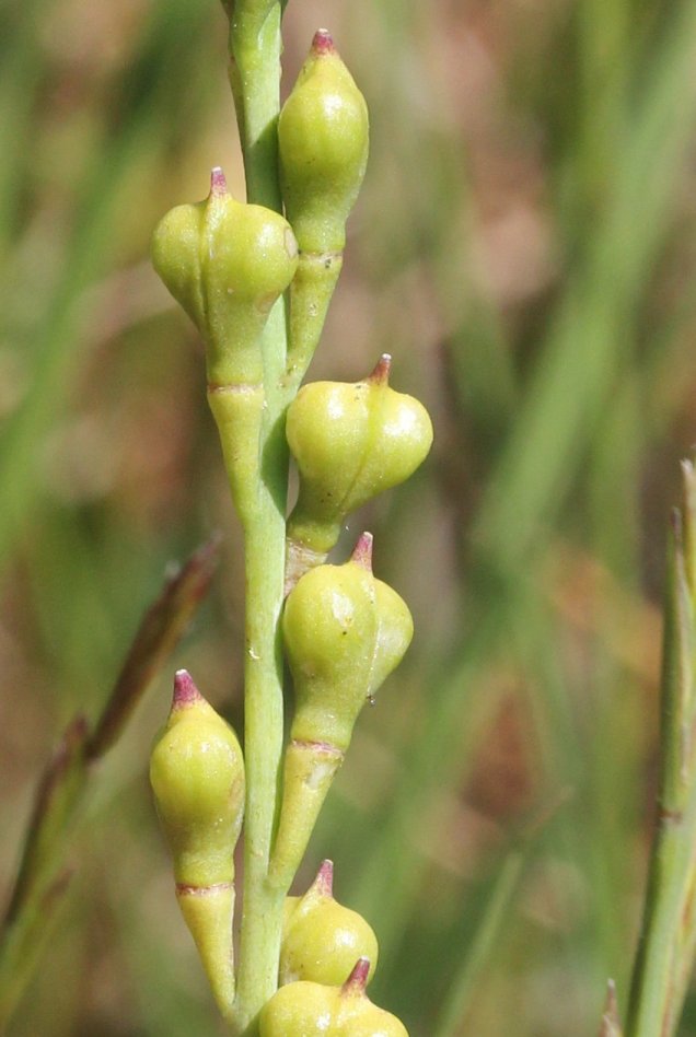 Myagrum perfoliatummyagrum perfoliatum