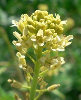 Myagrum perfoliatummyagrum perfoliatum