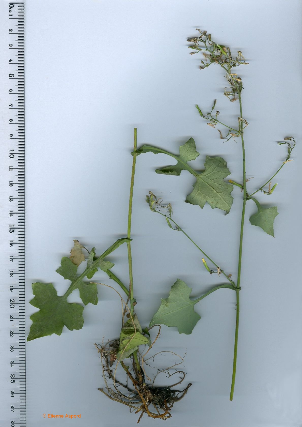 Mycelis muralismycelis muralis