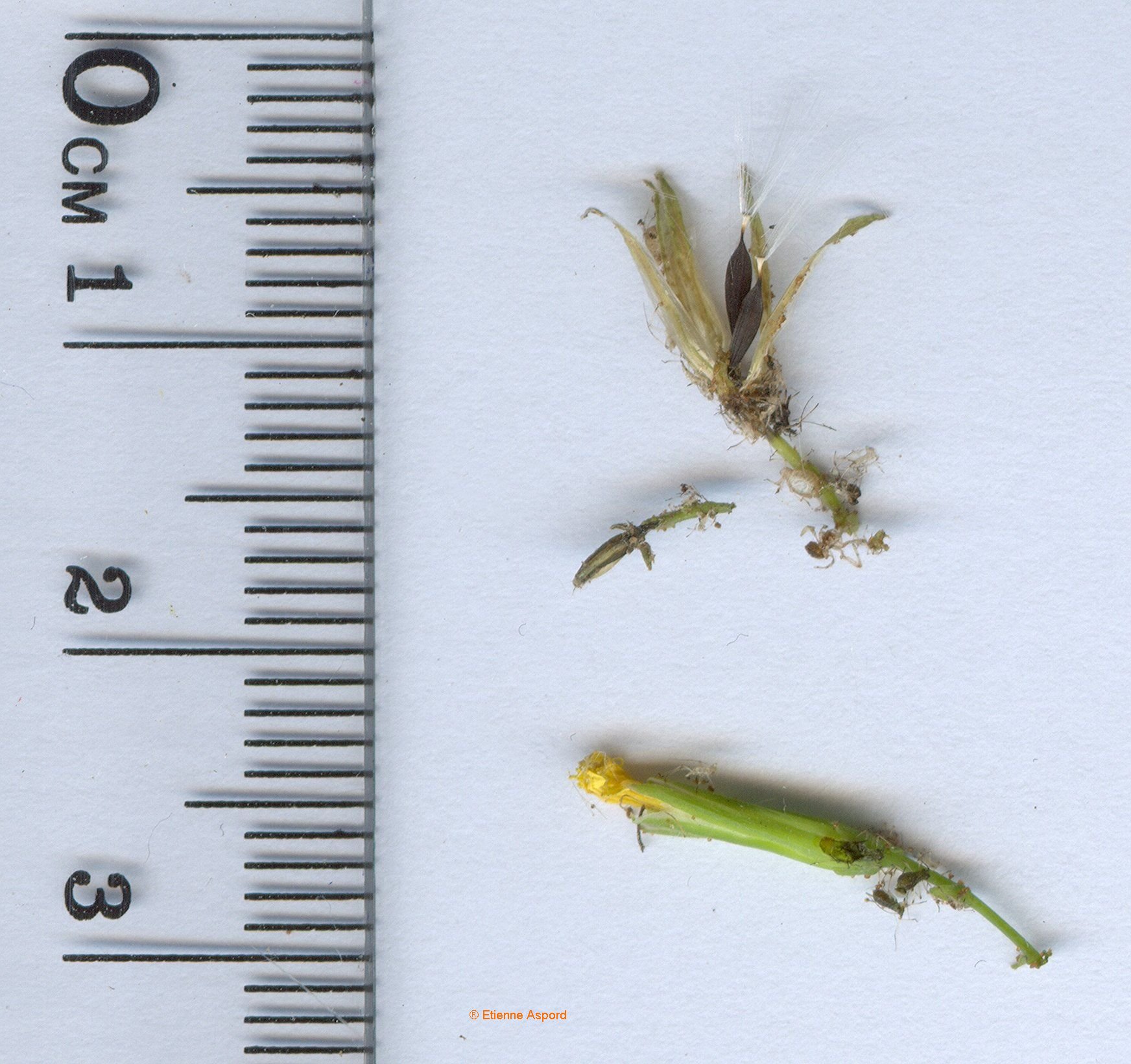 Mycelis muralismycelis muralis