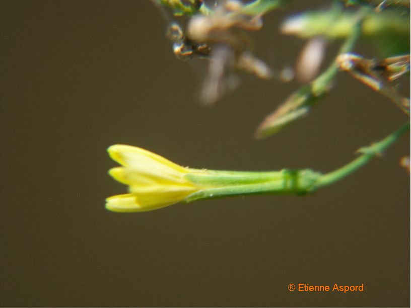 Mycelis muralismycelis muralis
