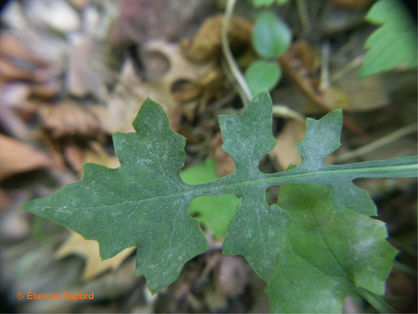 Mycelis muralismycelis muralis