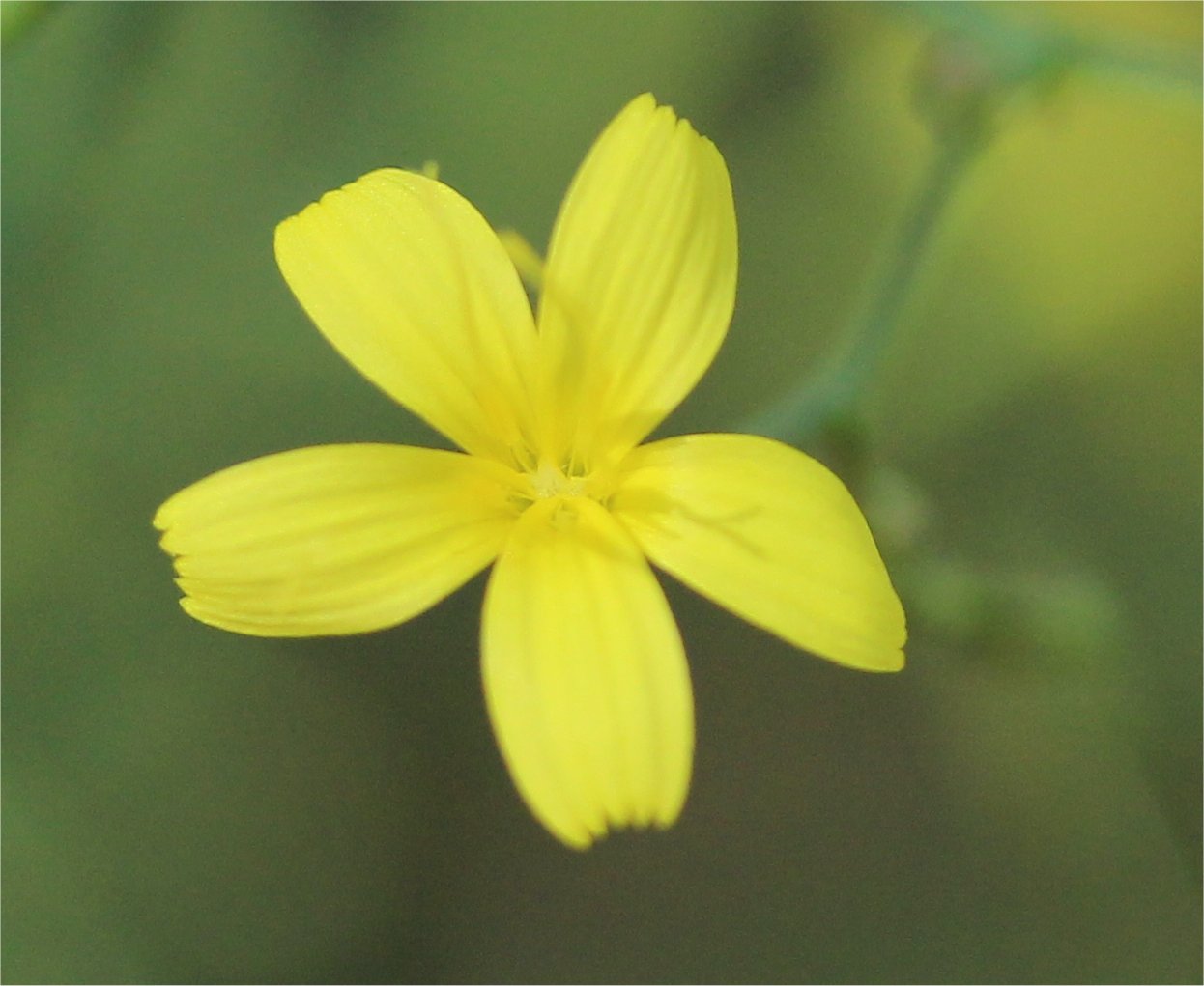 Mycelis muralismycelis muralis