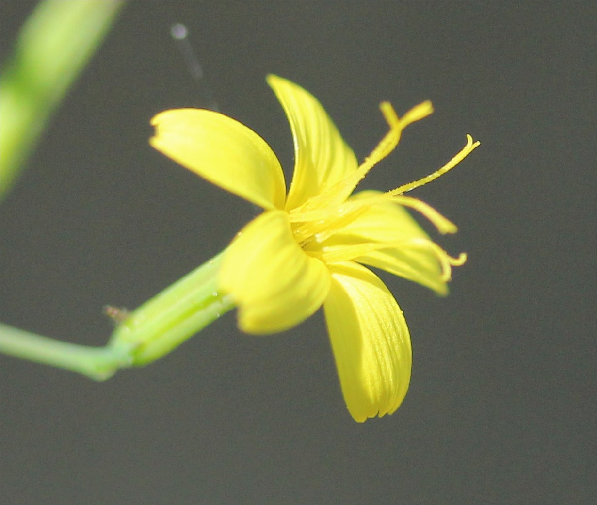 Mycelis muralismycelis muralis