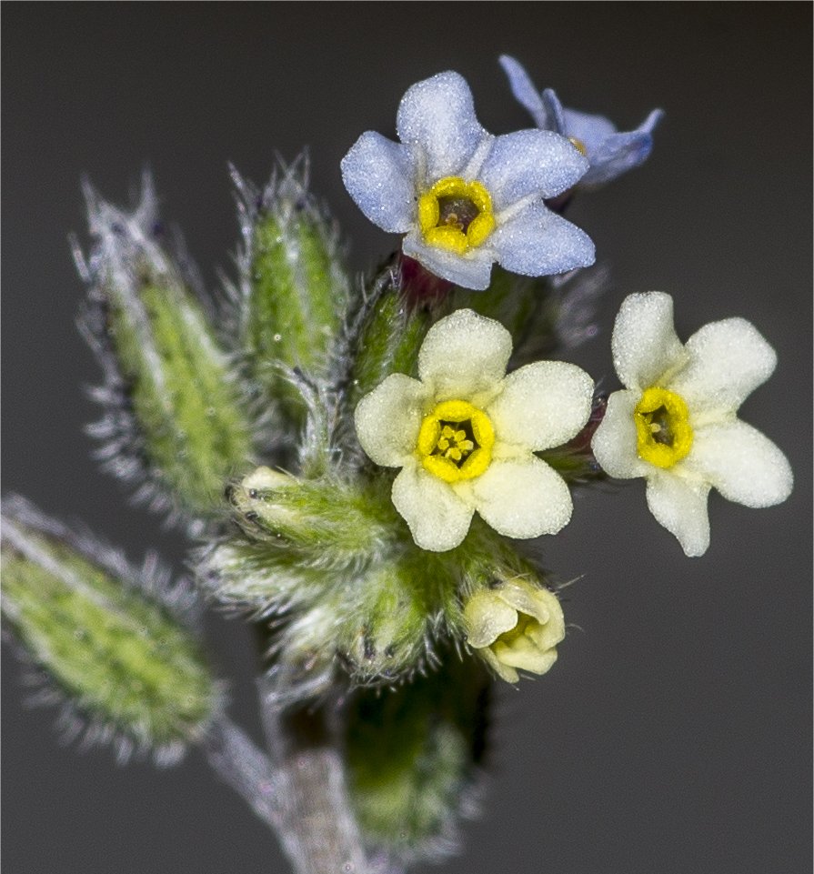 myosotis discolormyosotis dubia