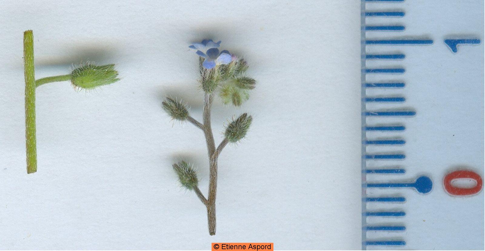 myosotis ramosissima