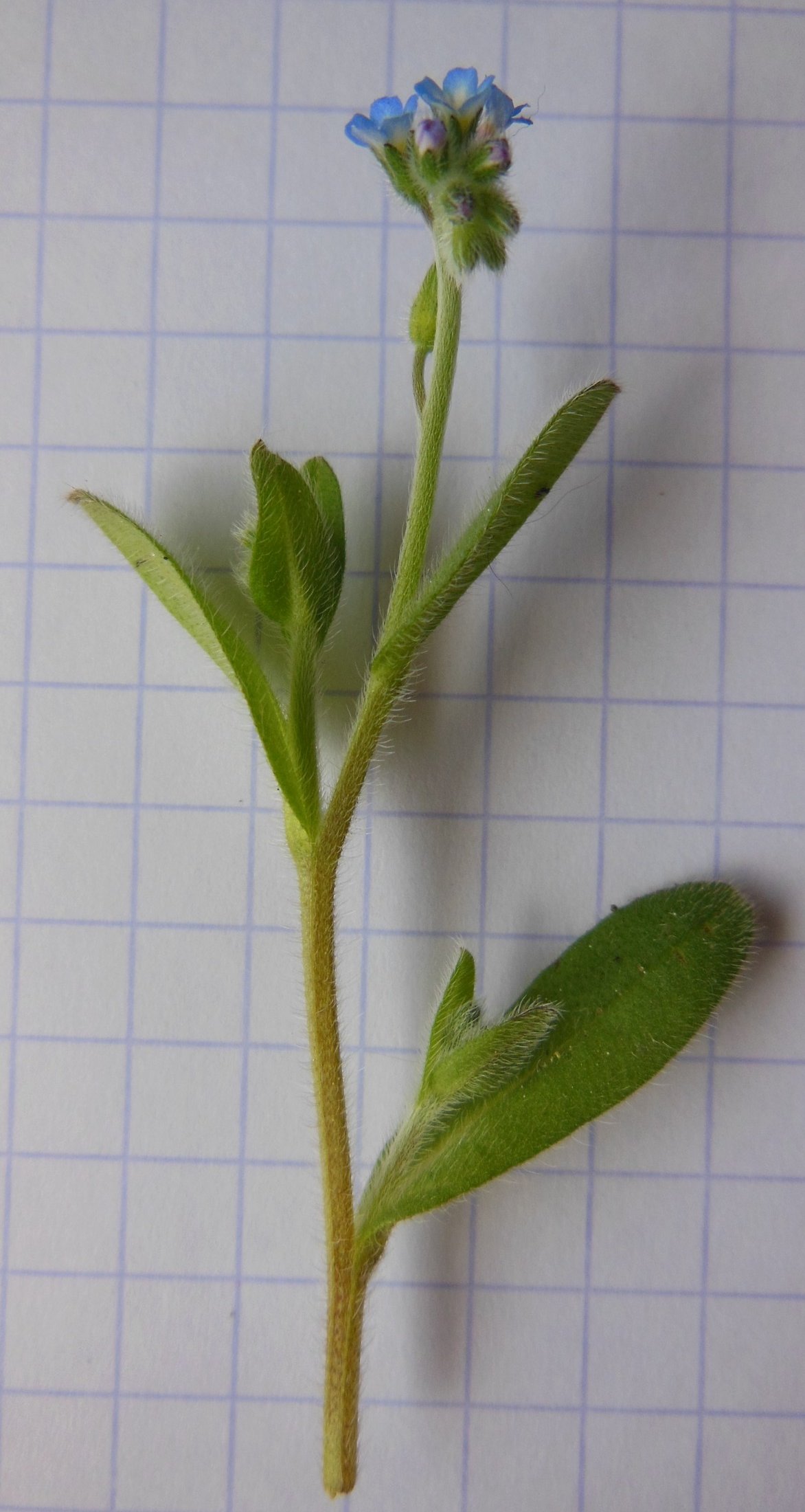 myosotis stricta