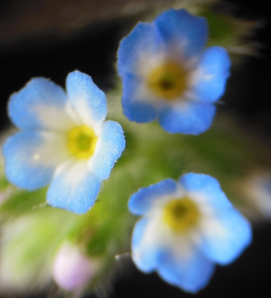 myosotis stricta