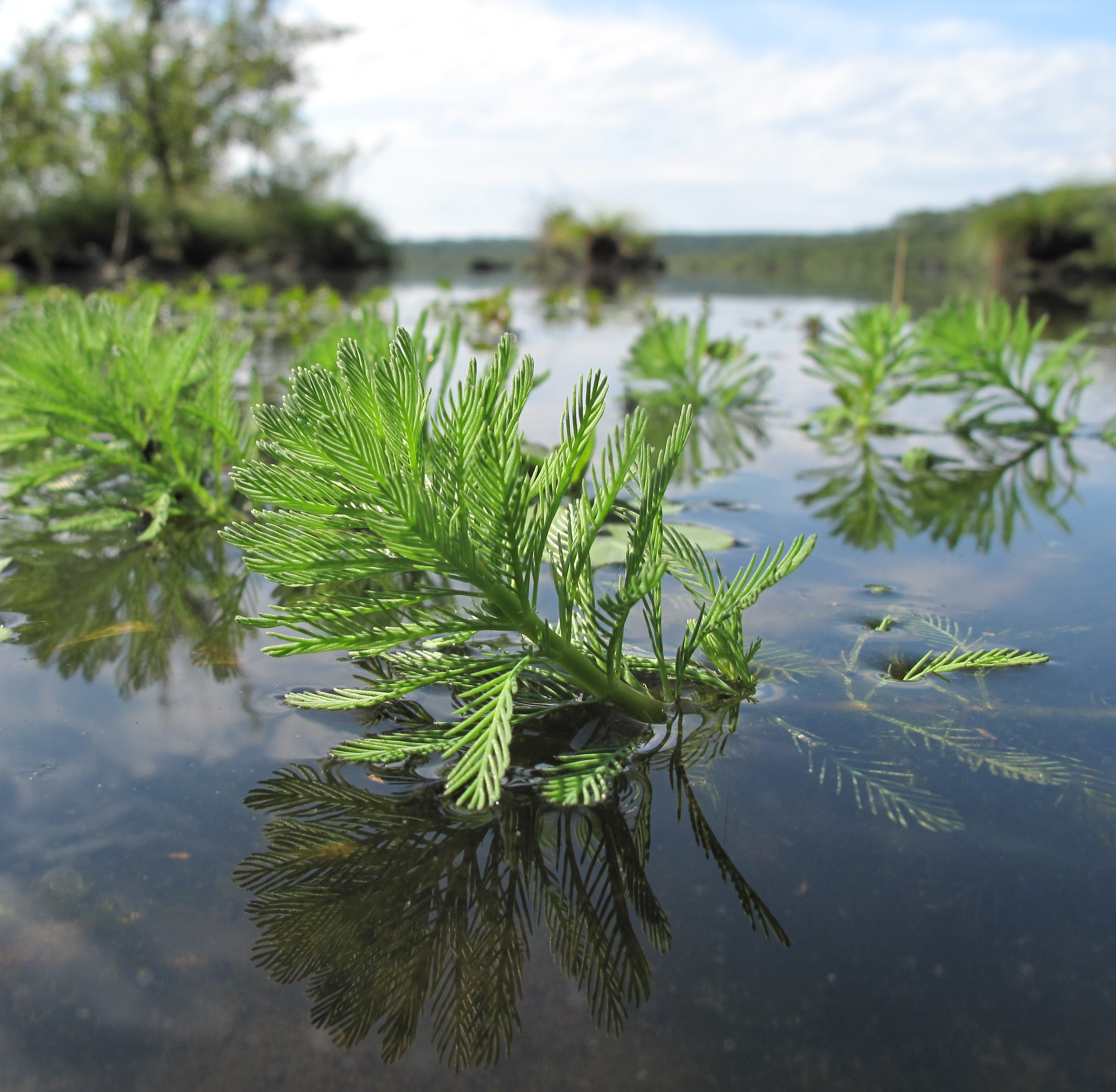myriophyllum-aquaticum