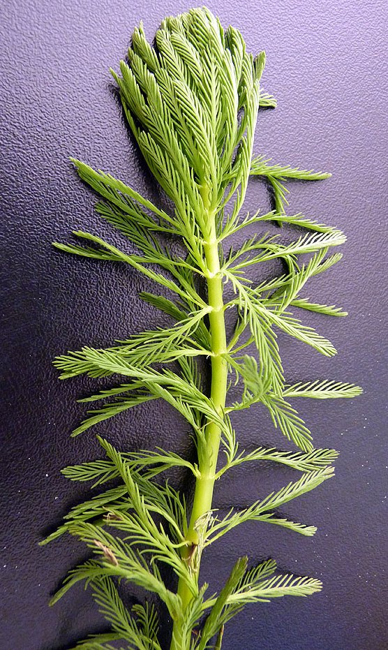 myriophyllum-aquaticum