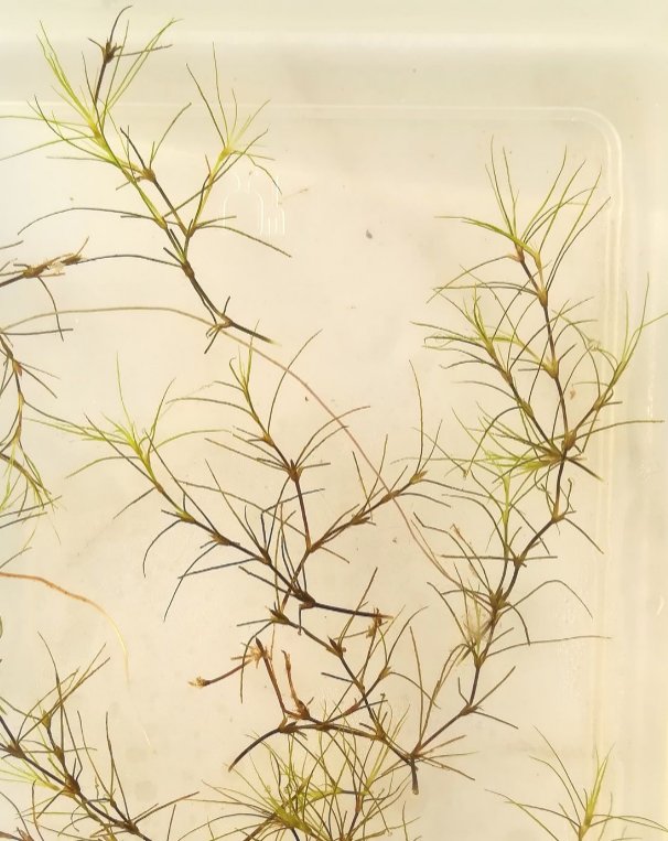 najas gracillima