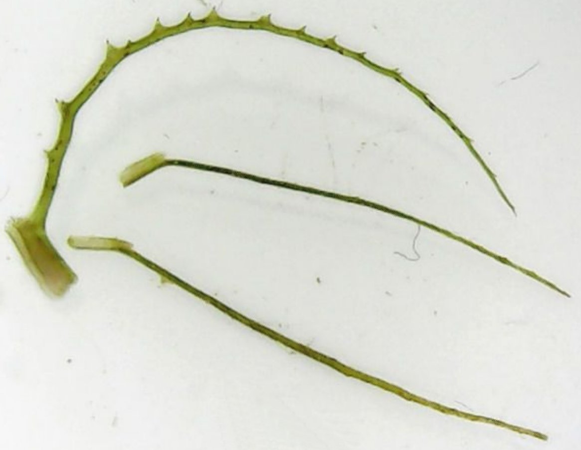 najas gracillima