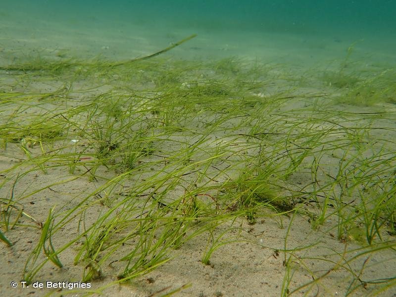 nanozostera noltei