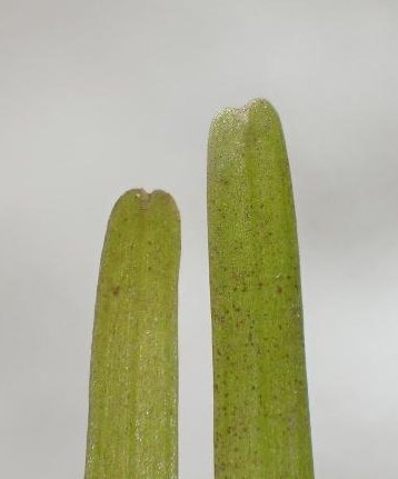 nanozostera noltei