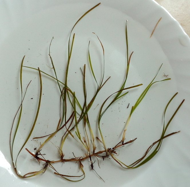 nanozostera noltei