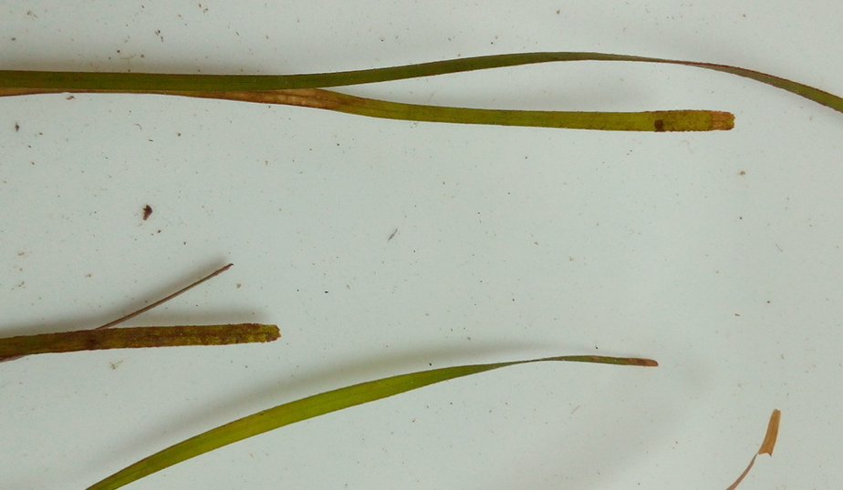 nanozostera noltei