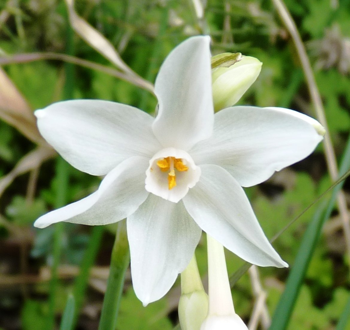 narcissus papyraceus