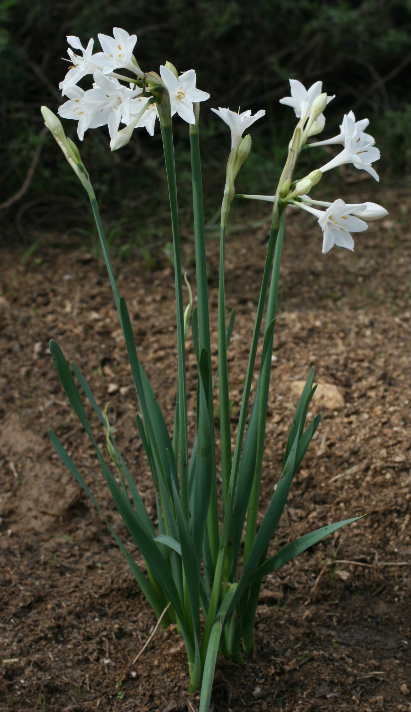 narcissus papyraceus