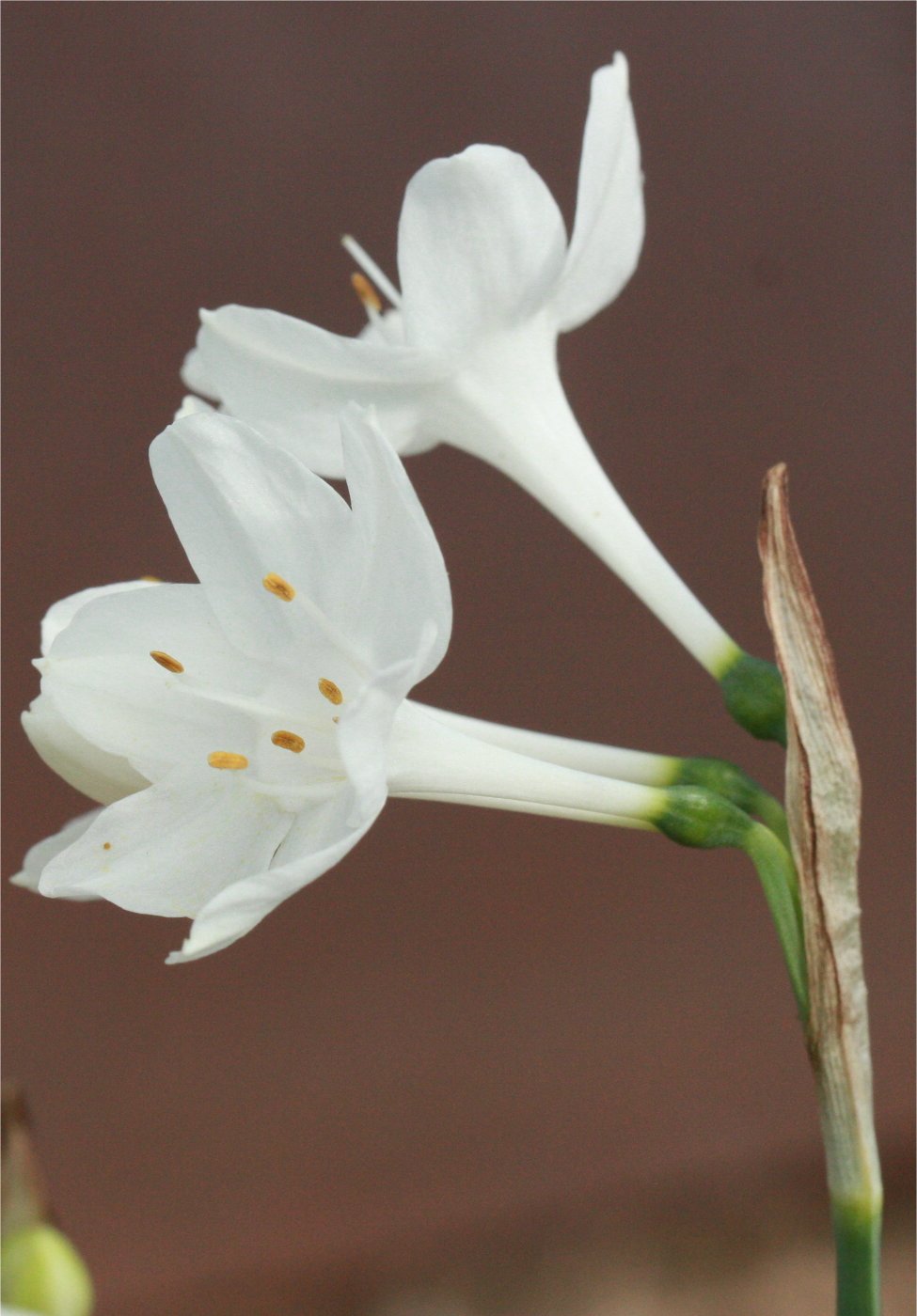 narcissus papyraceus