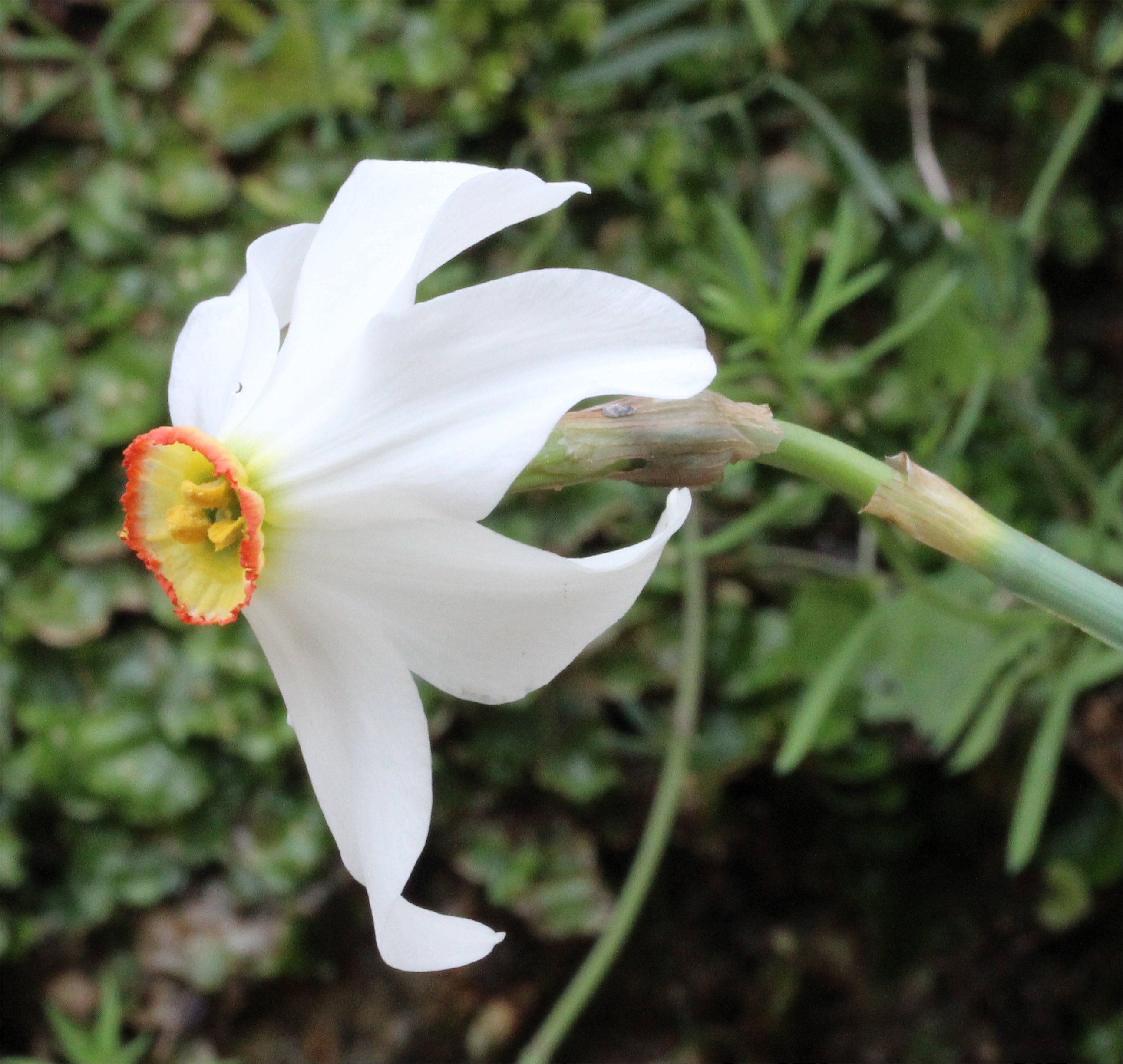 narcissus poeticus