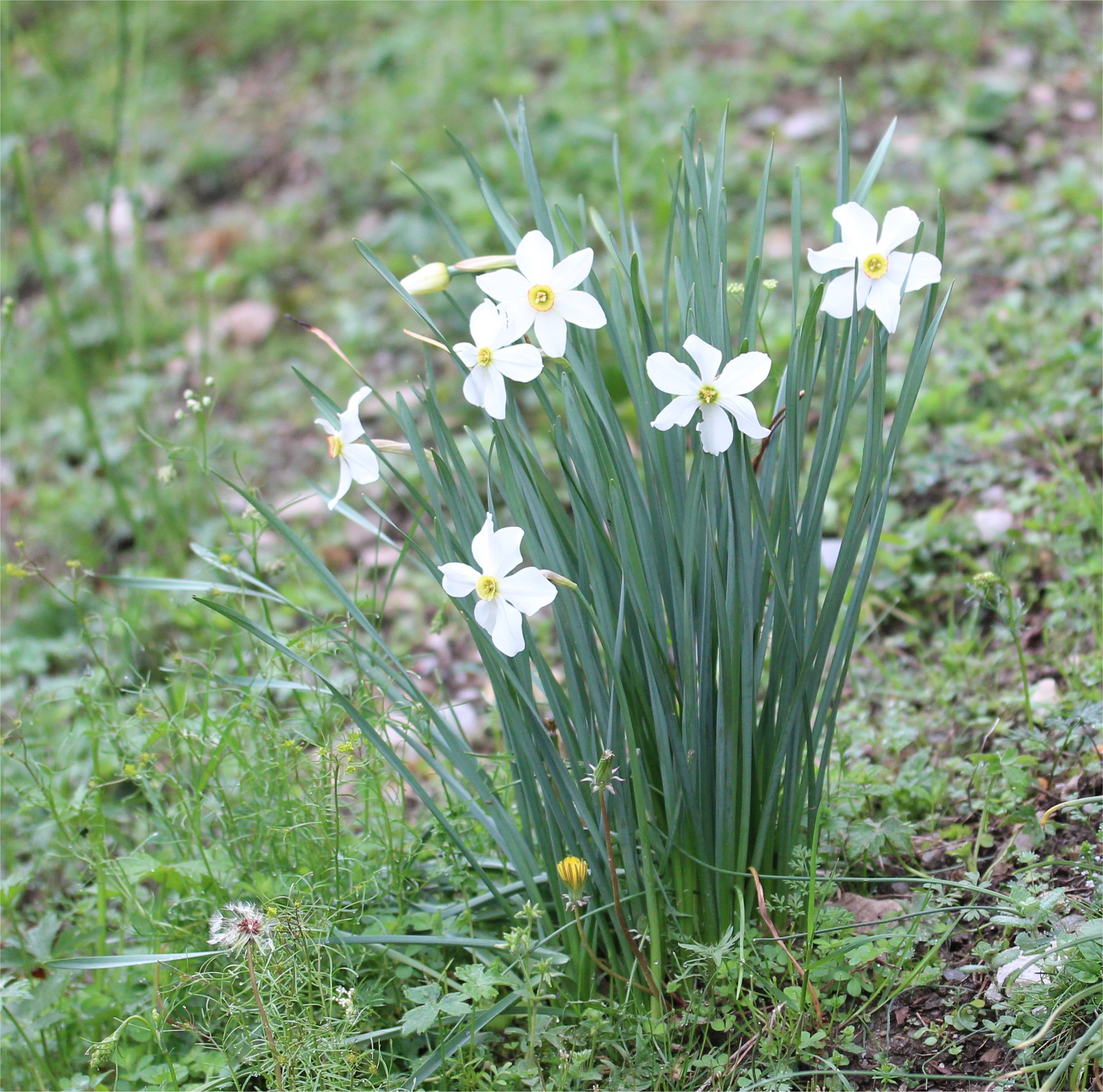 narcissus poeticus