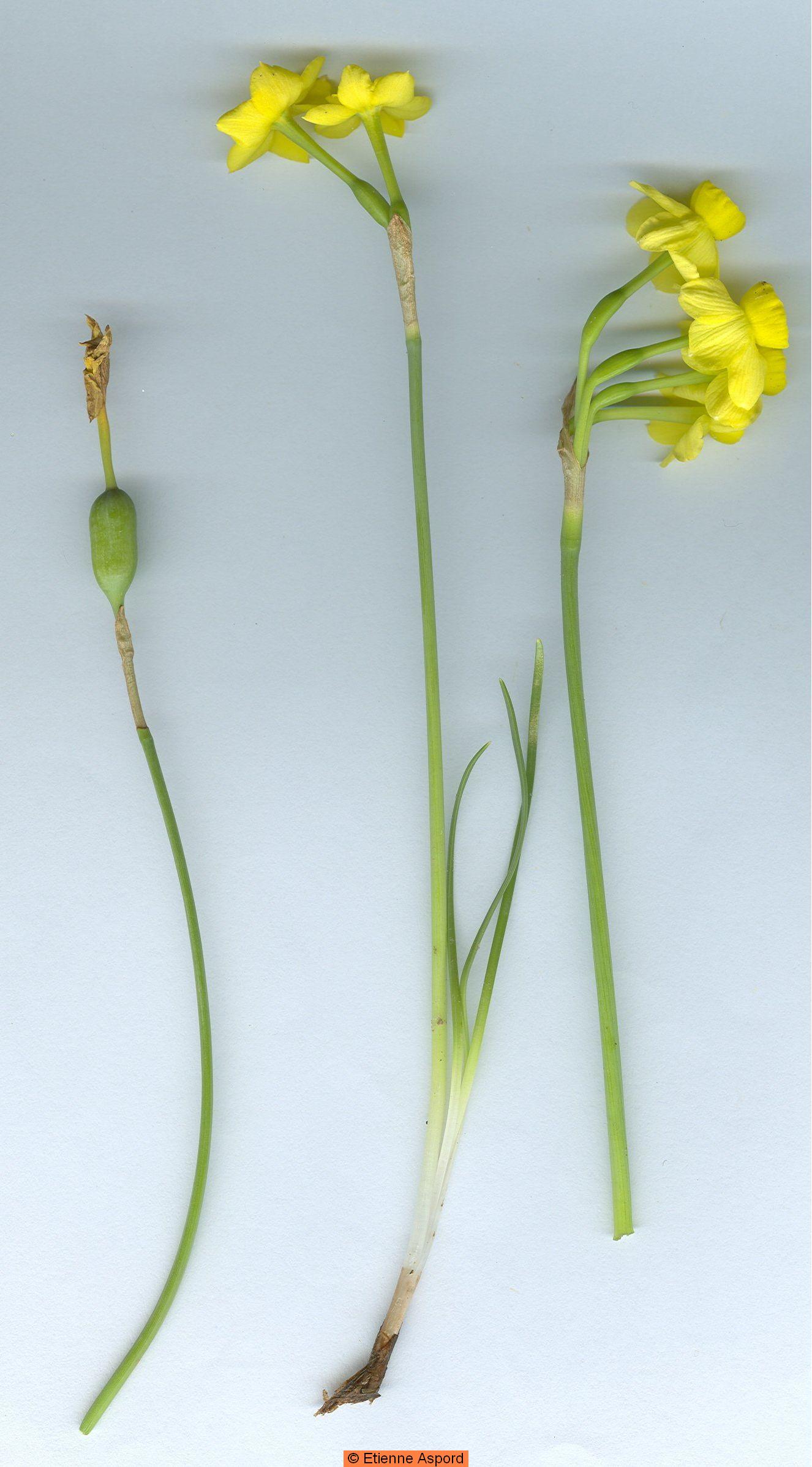 narcissus assoanus