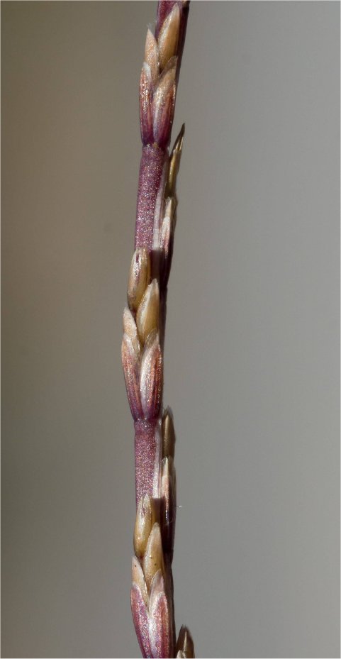 Narduroides salzmanniinarduroides salzmannii