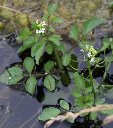 nasturtium microphyllum