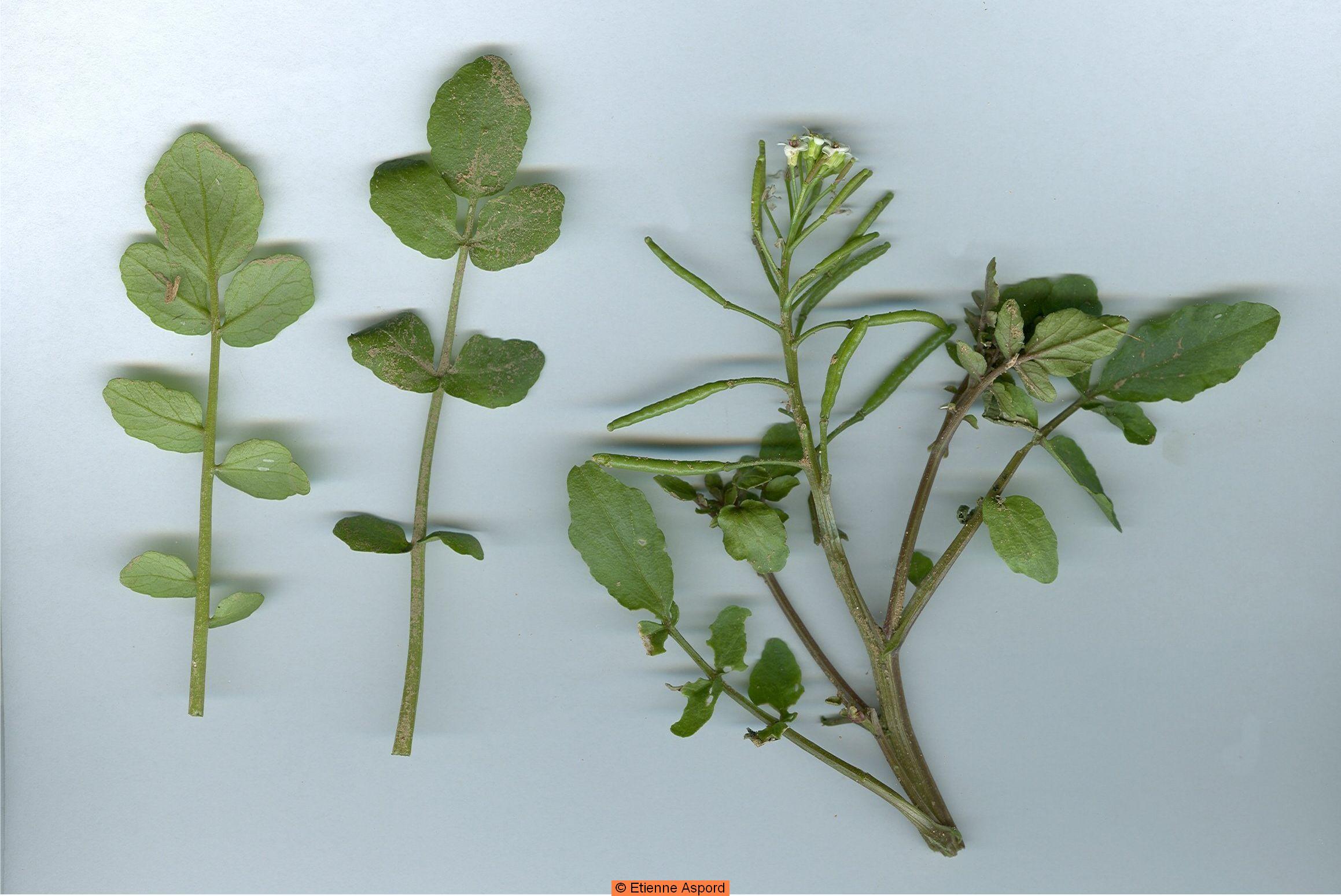 nasturtium officinale