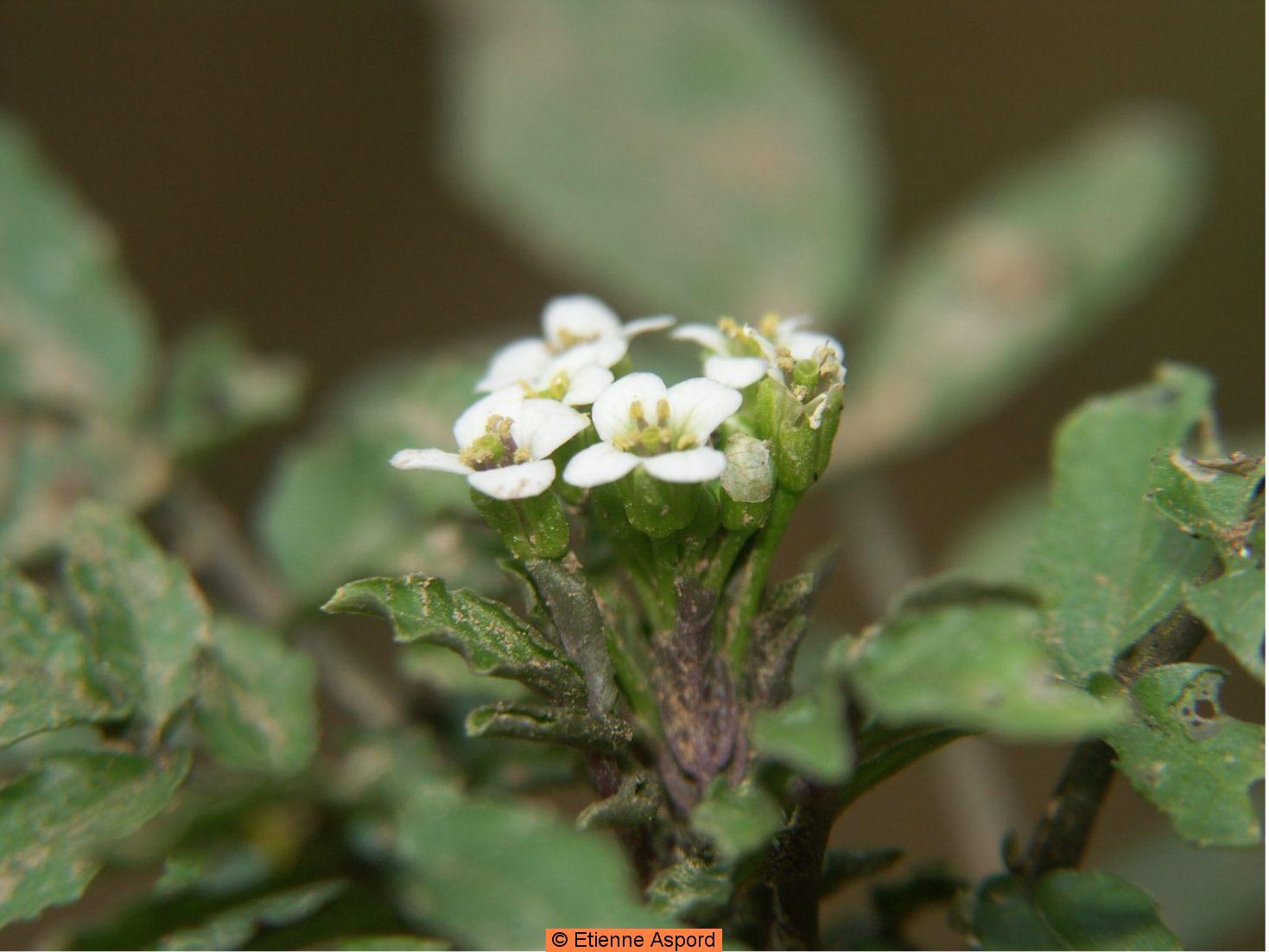 nasturtium officinale