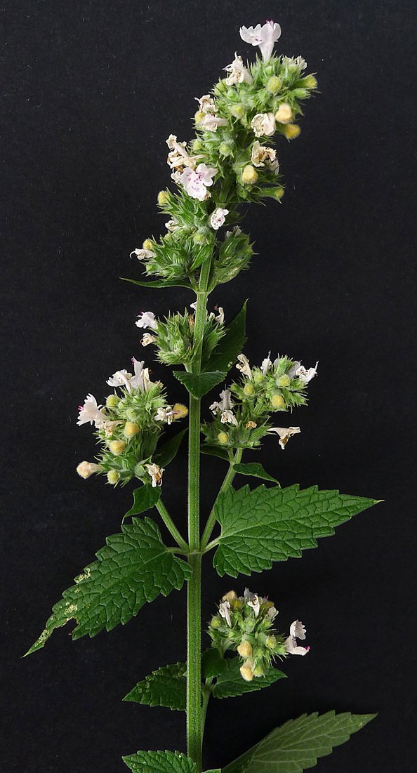 nepeta cataria