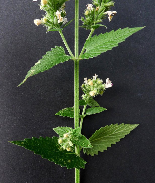 nepeta cataria