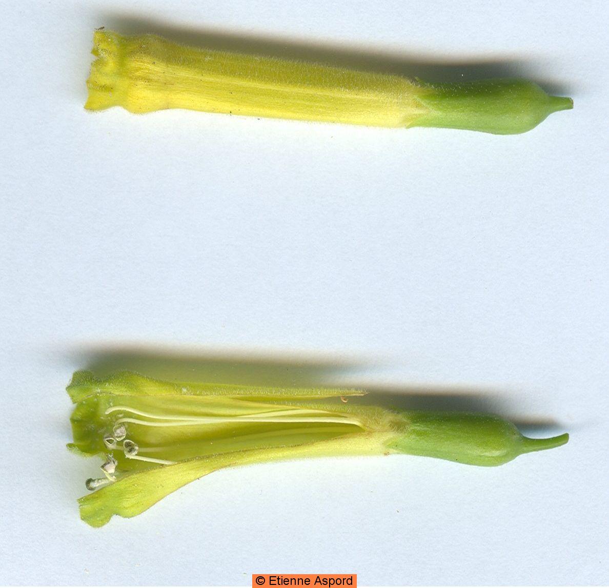 nicotiana glauca