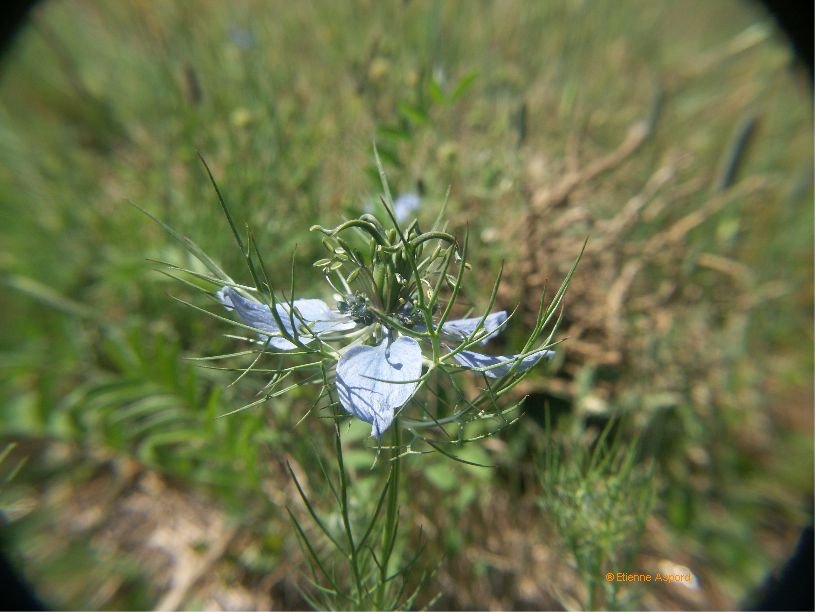 nigella damascena