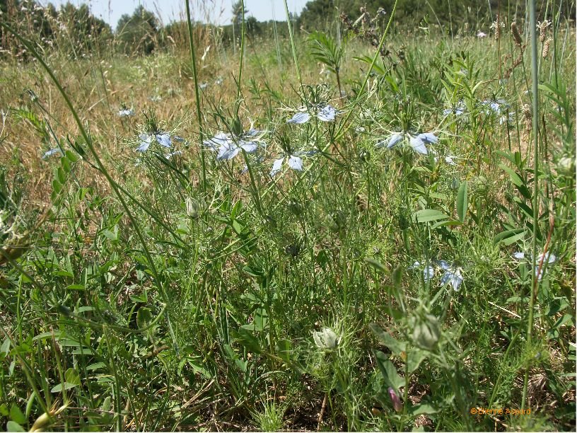 nigella damascena