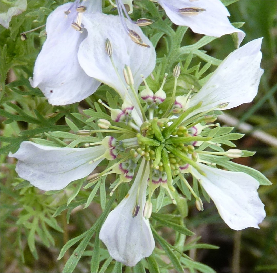nigella hispanica